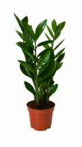 Замиокулкас (Zamioculcas zamiifolia)